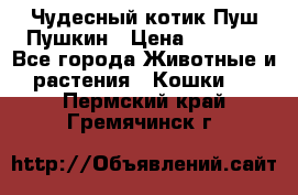 Чудесный котик Пуш-Пушкин › Цена ­ 1 200 - Все города Животные и растения » Кошки   . Пермский край,Гремячинск г.